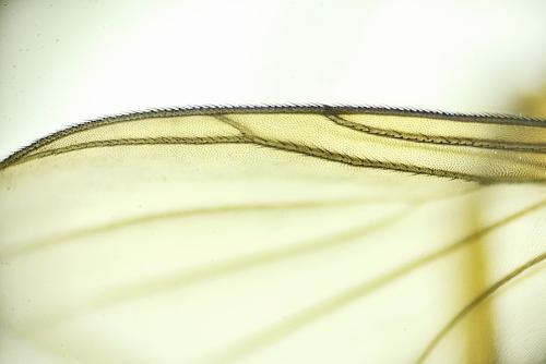 Pyratula sp.